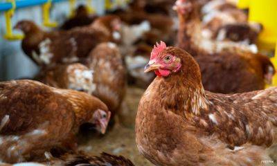 CNN Philippines Staff - Francisco Tiu - DA temporarily bans imports of poultry products, birds from Japan - cnnphilippines.com - Philippines - Usa - Japan - France - state Oregon - Belgium - state California - city Manila - state Ohio