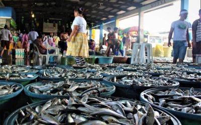 Janine Alexis Miguel - Fish deliveries post drop in 2023 - manilatimes.net - Philippines