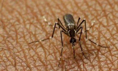 DOH: Dengue cases drop 16% amid 'strong' El Niño