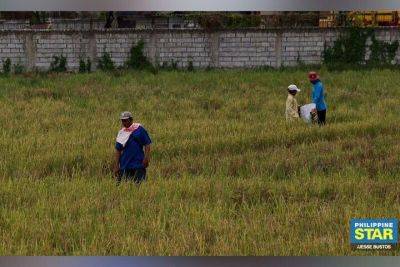 DA: P30.8 billion to help farmers cope with El Niño