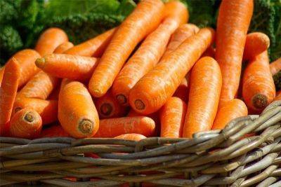 Price plunge forces Benguet farmers to give away carrots