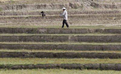 Higher rice imports likely due to El Niño