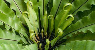 How to Grow and Care for Bird’s Nest Ferns