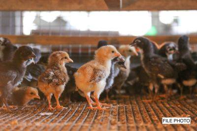 DA bans import of live poultry and poultry products from Belgium and France after bird flu outbreak