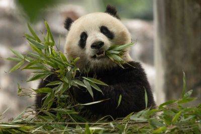 'Pandas are coming': Two new bears depart China for US capital