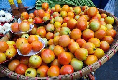 Bella Cariaso - Francisco Tiu Laurel-Junior - Tomato retail prices up 100% to P180/kilo - philstar.com - Philippines - region Ilocos - county Valley - city Manila, Philippines