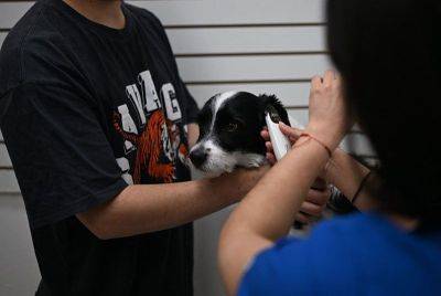 Chile launches vaccine that neuters dogs for a year