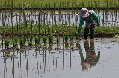 Despite sufficient rice supply, farmers fear low prices after 'Kristine' losses