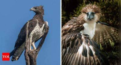 Discover the largest eagles in the world by weight and height