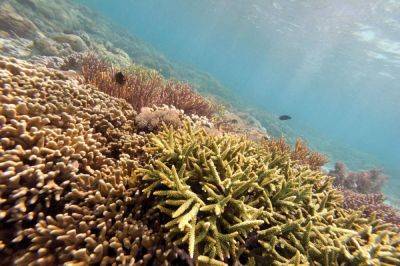 Agence FrancePresse - Fossil fuel exploration threat to Coral Triangle – report - manilatimes.net - Philippines - Indonesia - Malaysia - Singapore - Colombia - region Indo-Pacific - state Indiana - county Park - county Island - Timor-Leste - city Manila - Papua New Guinea