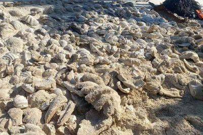 Giant clams worth P8.1M recovered in Palawan