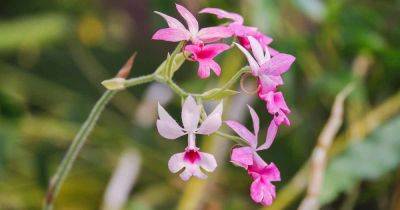 How to Grow and Care for Calanthe Orchids