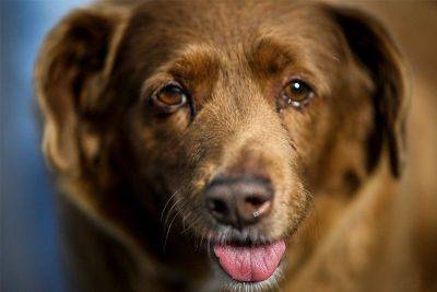 Guinness World Records posthumously strips 'oldest dog' title