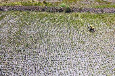 Bella Cariaso - El Niño - El Niño damage to agriculture sector hits P357.4 million - philstar.com - Philippines - region Ilocos - city Manila, Philippines