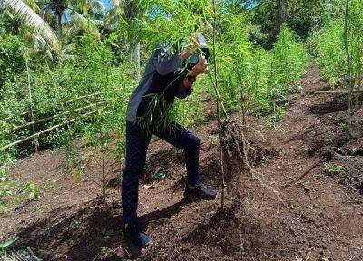 John Unson - Allan Nobleza - Cesario Castro - P12.9-M worth marijuana plants uprooted in Sulu - philstar.com - Philippines - region Office-Bangsamoro - city Cotabato, Philippines - region Agency-Bangsamoro