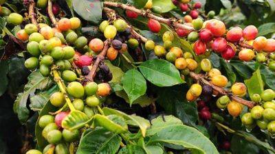 Batangas coffee farmers seek support