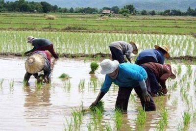 ‘Palay, rice prices to decline as harvest season peaks’