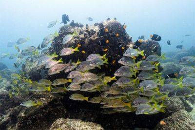 International - Greenpeace calls for high seas protected area in Galapagos - philstar.com - Britain - Colombia - Ecuador - Panama - Chile - county Charles - Palau