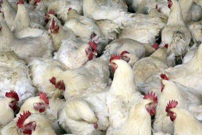 Bella Cariaso - Francisco Tiu - Philippines bans poultry from Sweden, Czech Republic - philstar.com - Philippines - Usa - Sweden - Czech Republic - city Manila, Philippines