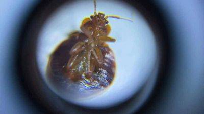 DoST develops solutions to address bed bugs