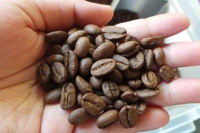 Department of Agriculture chief tells plant bureau: Where are coffee seedlings?