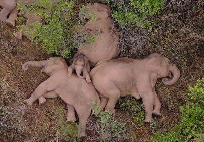 Marian Rivera - Agence FrancePresse - Asian elephants mourn, bury their dead calves: study - philstar.com - India - Mali