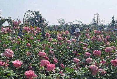 Blooming beauties: Visit Taiwan's scenic flower road, aromatherapy garden