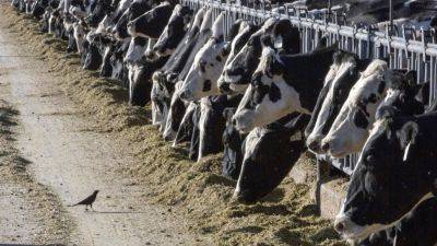 Dairy cattle in Texas, Kansas test positive for bird flu