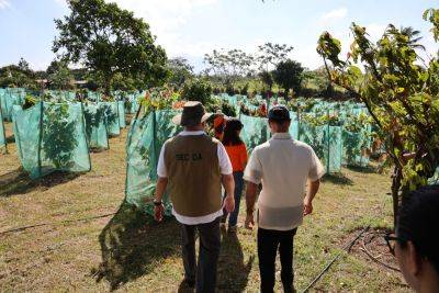 Francisco Tiu - Agri dep’t revitalizes local cacao industry - da.gov.ph - Philippines - Mexico - Israel