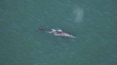 Gray whale in New England? Climate change could be key - apnews.com - Canada - state Florida - state Massachusets - city Boston - state Maine - county Ocean