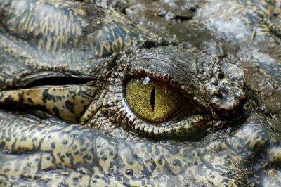 DENR alarmed by 82% drop in Philippines crocodile population