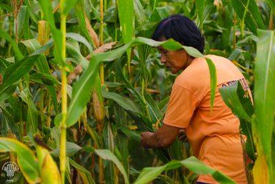 Tiu Laurel - DA chief creates teams for projects to boost food production, minimize post-harvest losses - da.gov.ph