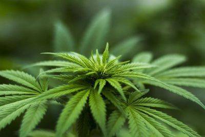 Germany gives controversial green light to cannabis