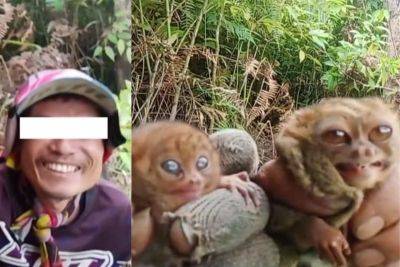 DENR iniimbestigahan Cotabato vlogger matapos pagkatuwaan 2 tarsier | Pilipino Star Ngayon