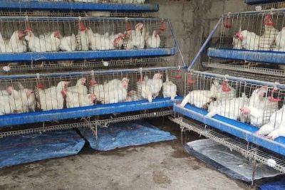 Bella Cariaso - Francisco Tiu Laurel-Junior - DA lifts ban on poultry products from Belgium, France - philstar.com - Philippines - France - Belgium - county Laurel - city Manila, Philippines