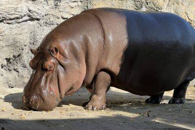 Agence FrancePresse - Male hippo in Japan zoo turns out to be female - philstar.com - Japan - Mexico - city Tokyo, Japan