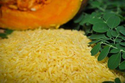 Philippine court blocks GMO 'golden rice' production over safety fears