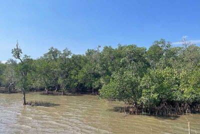 Gaea Katreena Cabico - DENR seeks public participation to verify Philippine mangrove map - philstar.com - Philippines - city Manila, Philippines