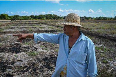El Niño - Filipino farmers struggle as drought and heatwave hits - philstar.com - Philippines