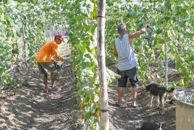 Filipino farmers struggle as drought, heat wave hit