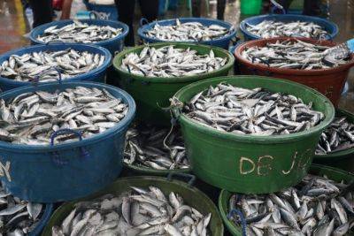 Francisco P.Tiu-Laurel - DA OKs importation of 25,000 MT pelagic fishes in 4Q due to closed fishing season - da.gov.ph