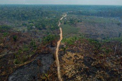 Despite gains in Brazil, forest destruction still 'stubbornly' high — report - philstar.com - Brazil - France - Colombia - city Paris, France
