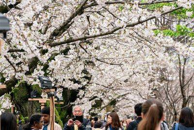Tokyo crowds revel as cherry blossoms reach full bloom - philstar.com - Japan - New York - city Tokyo, Japan