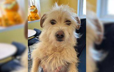 Agence FrancePresse - Missing dog found 2,000 miles from California home - philstar.com - Usa - state California - state Indiana - county San Diego - Washington, Usa - state Michigan - Reunion - city Detroit - city Minneapolis
