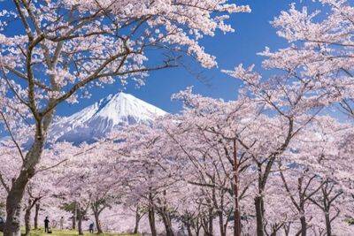 Dolly DyZulueta - Sakura season is on: 3 destinations to visit where cherry blossoms are in full bloom - philstar.com - Philippines - North Korea - Japan - Taiwan - county Love - South Korea - city Tokyo - city Manila, Philippines