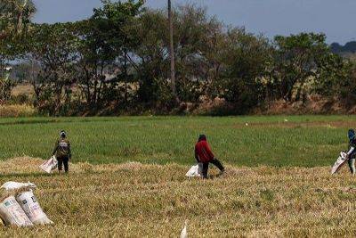 Pinoy farmers’ income up by 20 percent – World Bank