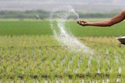 Martin Romualdez - Bella Cariaso - Rosendo So - Mark Enverga - Farmers oppose allowing NFA to import rice anew - philstar.com - Philippines - city Manila, Philippines