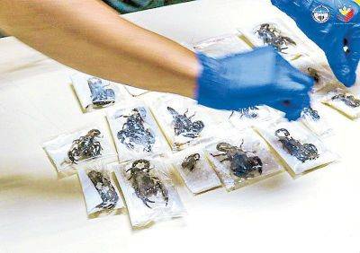 BOC seizes scorpions, isopods bound for Mexico