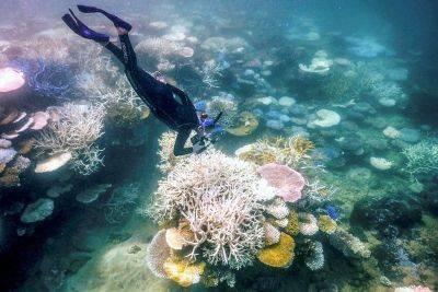 Global coral bleaching event expanding to new countries — scientists - philstar.com - Usa - Thailand - Australia - India - Mexico - Sri Lanka - Washington, Usa - state Florida