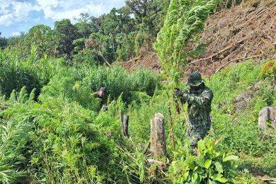 Artemio Dumlao - Authorities destroy almost a hectare cannabis plantation in Tinglayan, Kalinga - philstar.com - Philippines - city Baguio